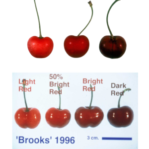 brooks cherries